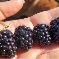 Саженец Ежевика Кеддо (Caddo) в контейнере